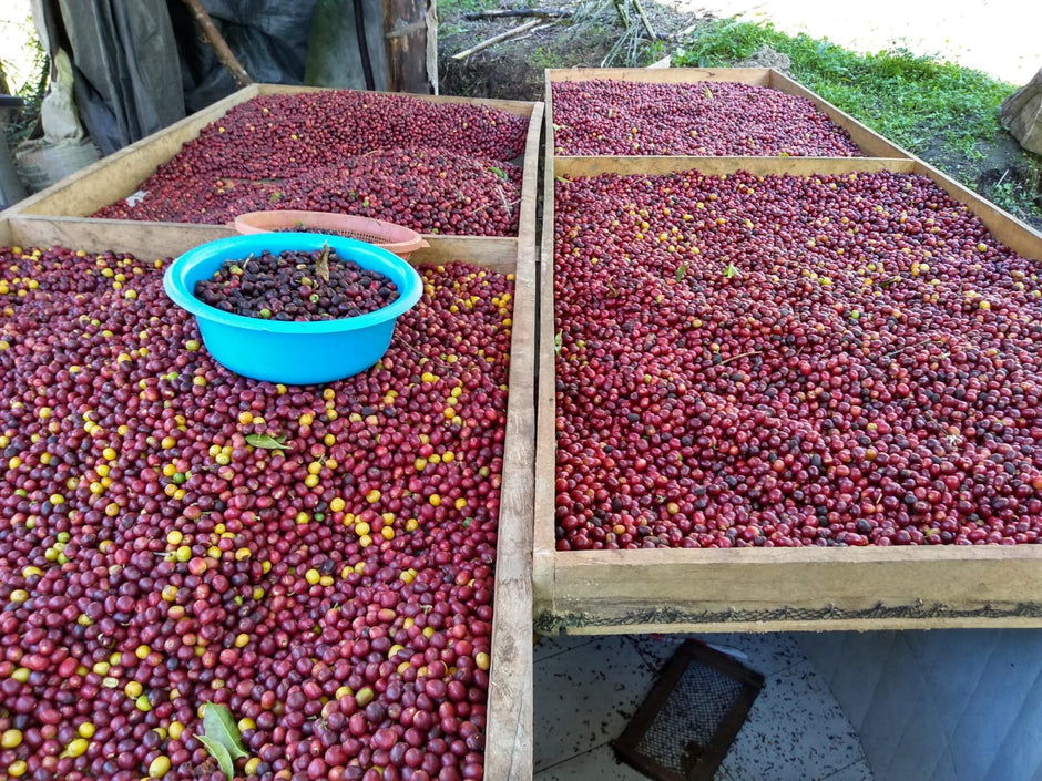 Coffee Variety Coffee
