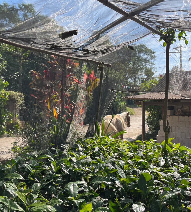 {"class" => "frame"}